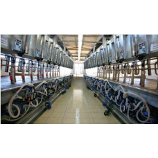 Rapid Exit Milking Parlor