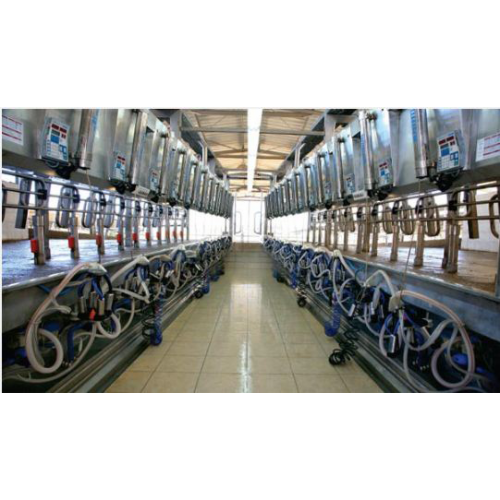 Rapid Exit Milking Parlor