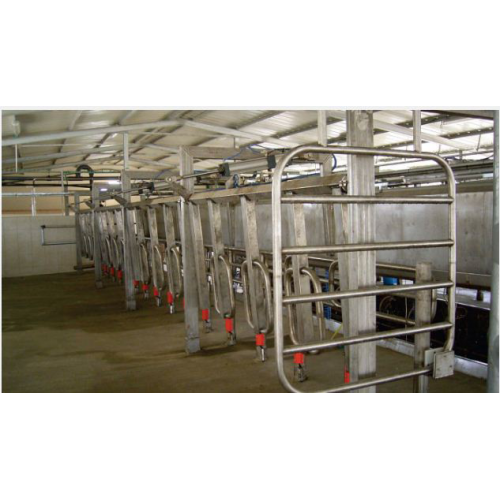 Rapid Exit Milking Parlor